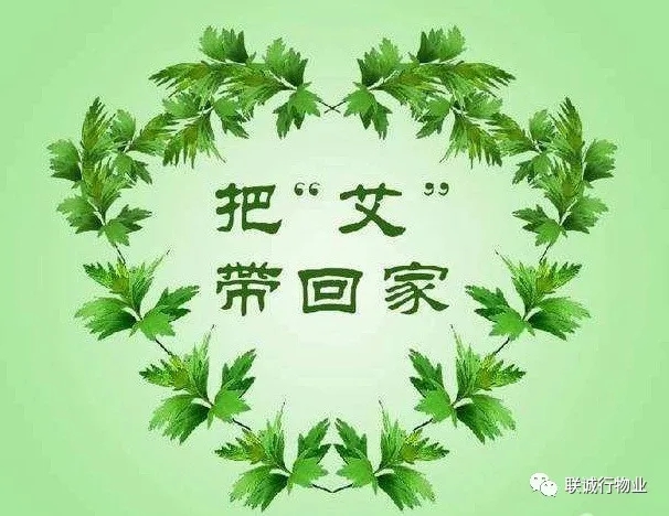 株株“愛意”（艾葉）草”，綿綿情意長(zhǎng)