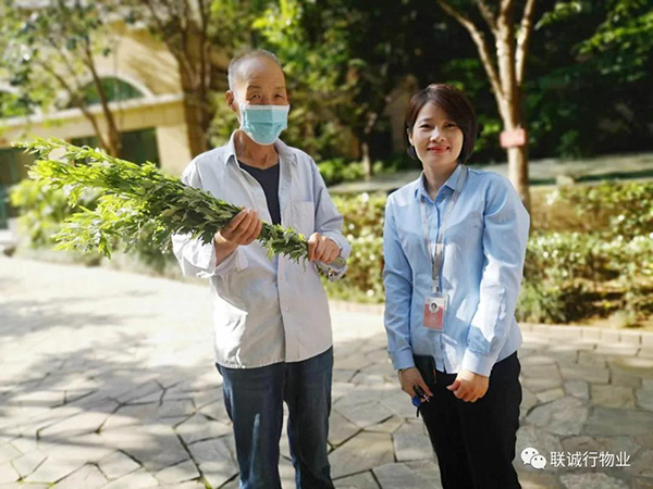 株株“愛意”(艾葉)草”,綿綿情意長