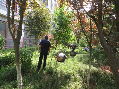 夏日除草熱情高，綠草如茵美如畫