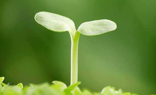 見證聯(lián)誠行綠化隊的成長