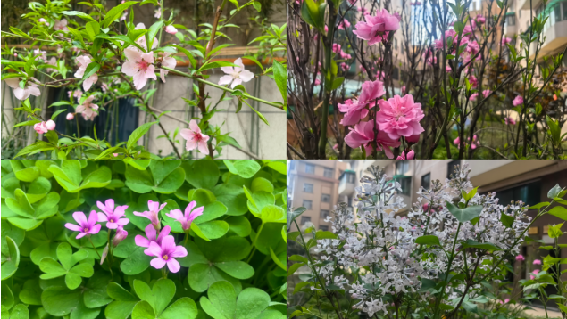 春滿萬(wàn)景 綠美家園