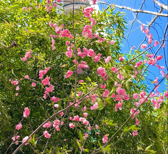 曲江6號(hào)小區(qū)的春天