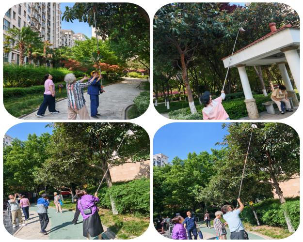 甜蜜“杷”握、共赴初夏之約 ——曲江6號小區(qū)枇杷采摘活動