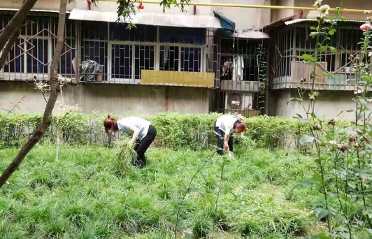齊心協力,提升小區(qū)觀感