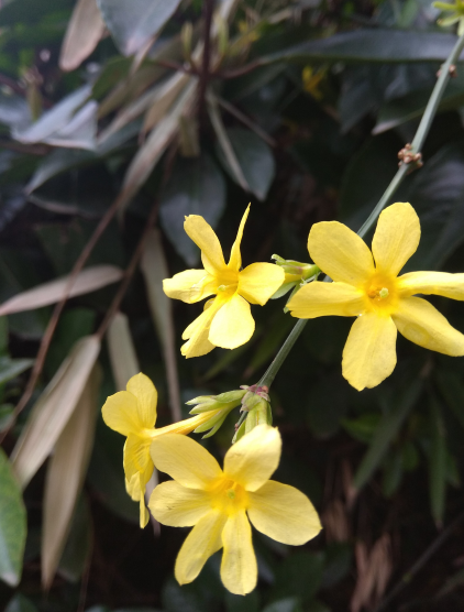 1595408732322029.png 圖片63.png