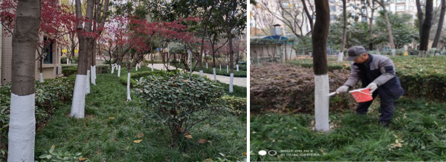 樹木刷白的作用