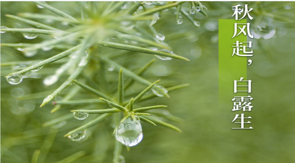 白露至，秋意濃——聯(lián)誠(chéng)行物業(yè)溫暖守護(hù)！