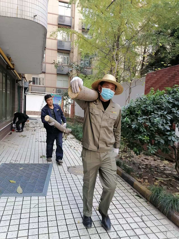 冬季修剪正當(dāng)時 樹木整形“煥”新顏