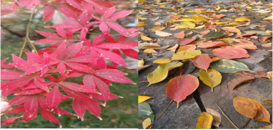 1732178067488889.png image.png