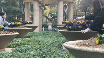 冬之花韻  綴點(diǎn)園區(qū)